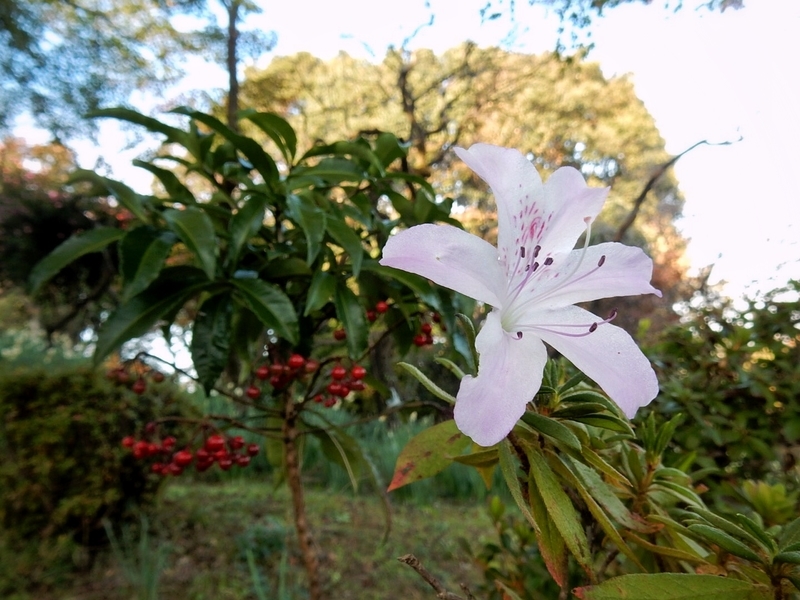 f:id:Nakano_Hitsuji:20181125144150j:plain