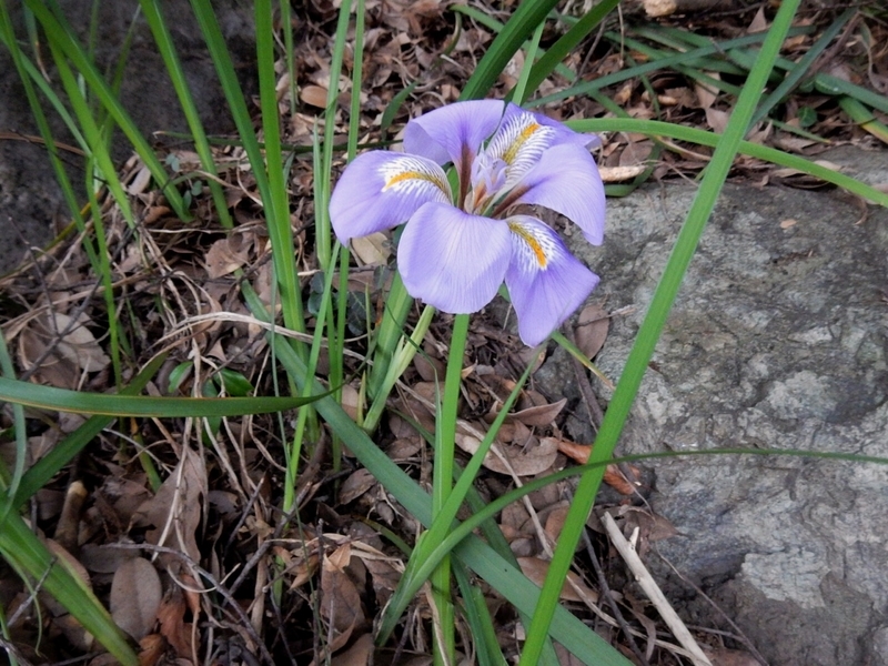 f:id:Nakano_Hitsuji:20181125155200j:plain