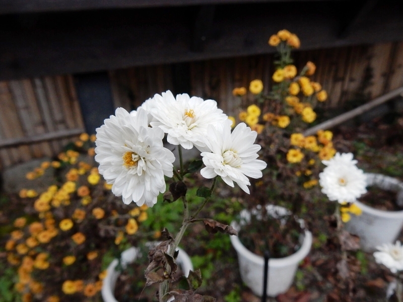 f:id:Nakano_Hitsuji:20181125155233j:plain