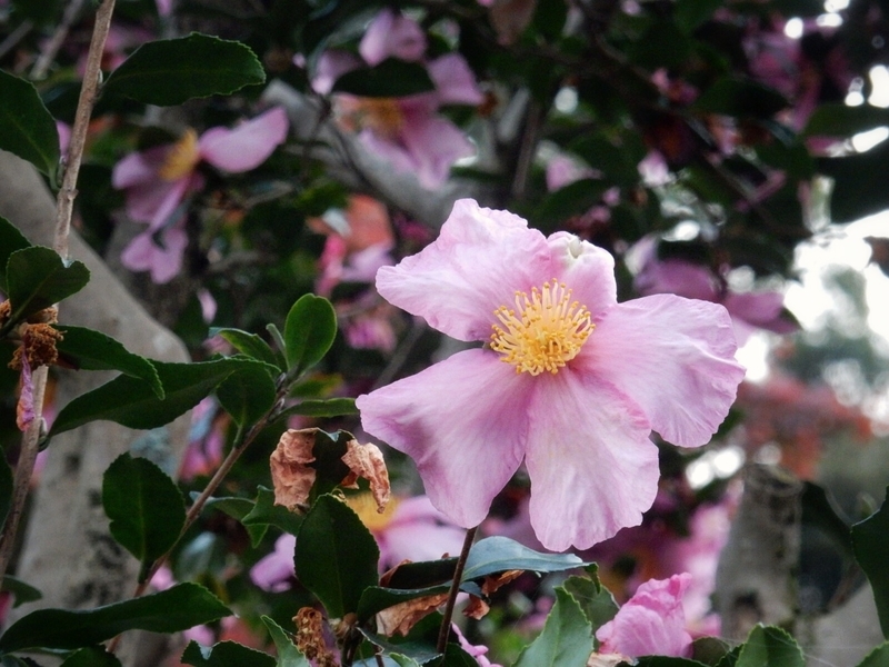 f:id:Nakano_Hitsuji:20181125155848j:plain