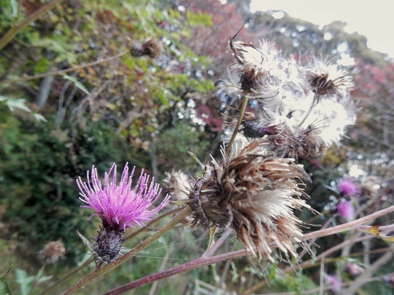 f:id:Nakano_Hitsuji:20181125160526j:plain