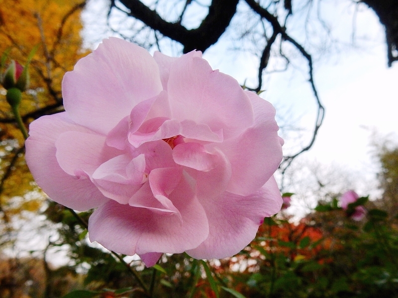 f:id:Nakano_Hitsuji:20181125160706j:plain