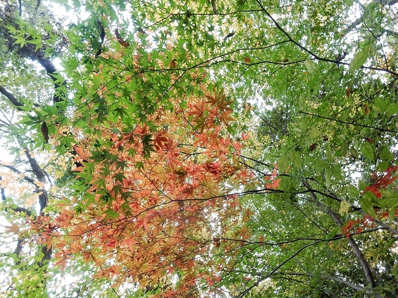 f:id:Nakano_Hitsuji:20181125160933j:plain