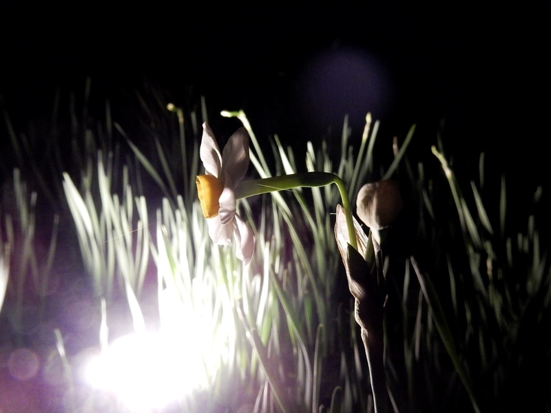 f:id:Nakano_Hitsuji:20181125172558j:plain