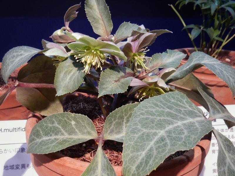 f:id:Nakano_Hitsuji:20190215143428j:plain f:id:Nakano_Hitsuji:20190215143428j:plain