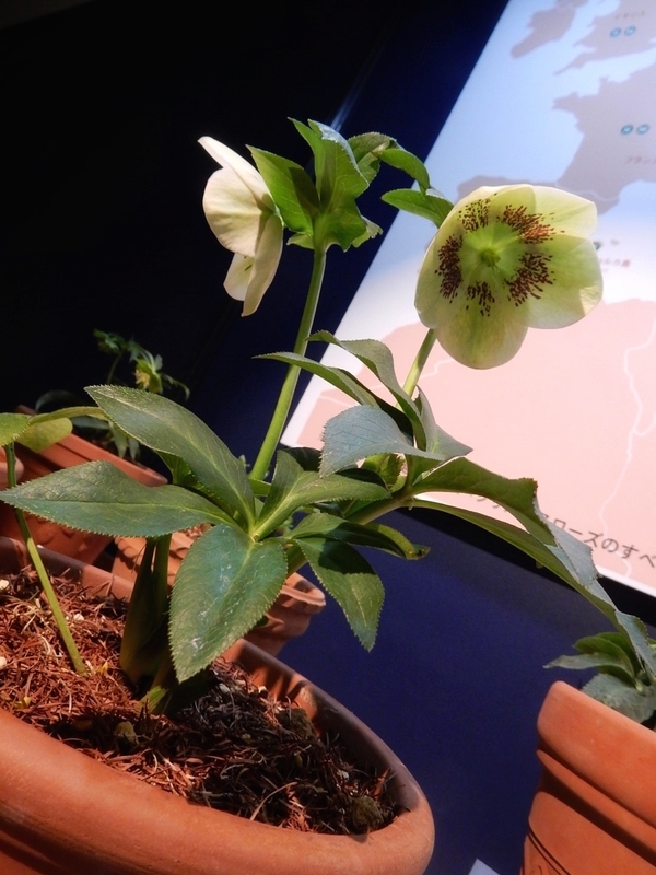 f:id:Nakano_Hitsuji:20190215143457j:plain f:id:Nakano_Hitsuji:20190215143457j:plain