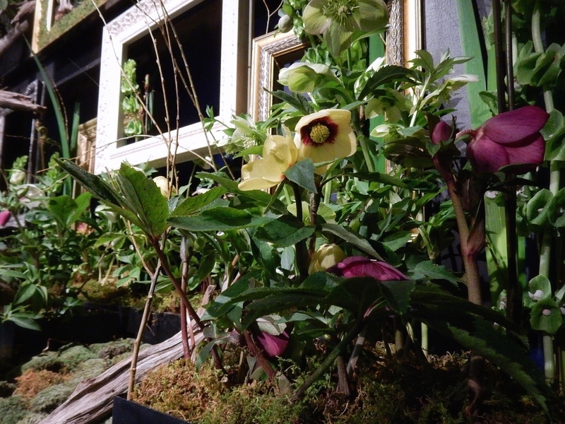 f:id:Nakano_Hitsuji:20190215143719j:plain f:id:Nakano_Hitsuji:20190215143719j:plain