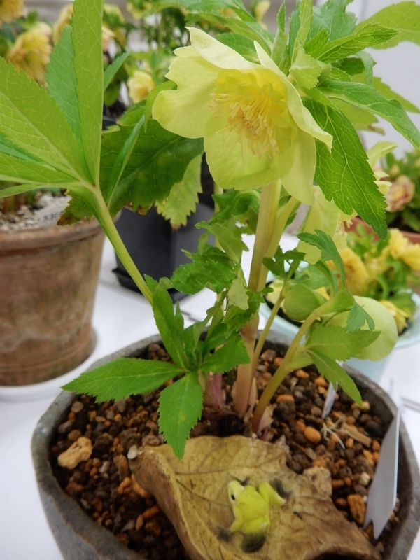 f:id:Nakano_Hitsuji:20190215144139j:plain f:id:Nakano_Hitsuji:20190215144139j:plain