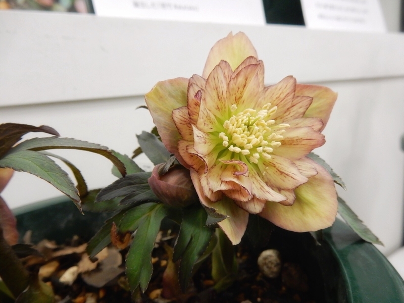 f:id:Nakano_Hitsuji:20190215145117j:plain f:id:Nakano_Hitsuji:20190215145117j:plain