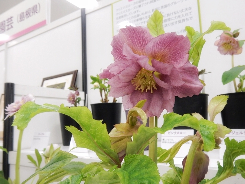 f:id:Nakano_Hitsuji:20190215145300j:plain f:id:Nakano_Hitsuji:20190215145300j:plain