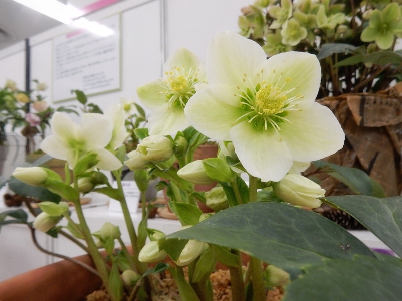 f:id:Nakano_Hitsuji:20190215145457j:plain f:id:Nakano_Hitsuji:20190215145457j:plain