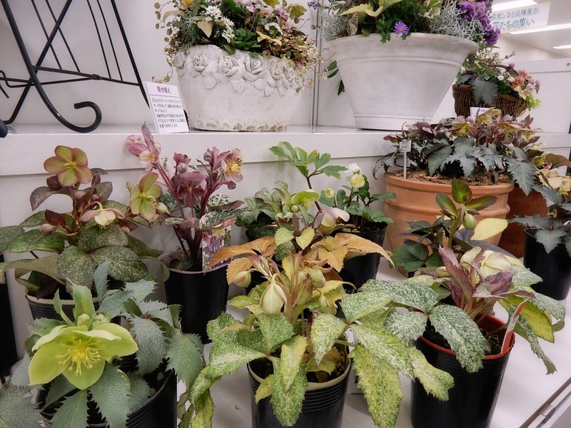 f:id:Nakano_Hitsuji:20190215145826j:plain f:id:Nakano_Hitsuji:20190215145826j:plain