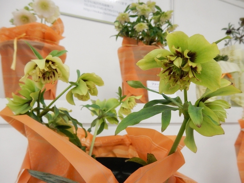 f:id:Nakano_Hitsuji:20190215150022j:plain f:id:Nakano_Hitsuji:20190215150022j:plain