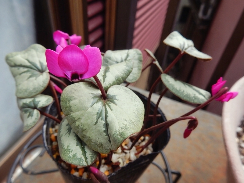 f:id:Nakano_Hitsuji:20190216101635j:plain f:id:Nakano_Hitsuji:20190216101635j:plain