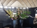 Japan Botanical Style -日本いけばな三大流派-・華道家元池坊