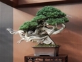 Japan Botanical Style -蘭とBONSAI-・真柏  銘「登龍の舞」