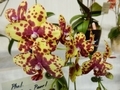 ファレノプシス「Phal. Sogo Pearl ‘Yellow Brown’」