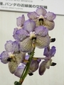 バンダ「V. Trevor Rathbone ‘Nicon’」