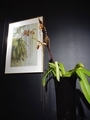 パフィオペディラム・サンデリアナム「Paph. sanderianum」