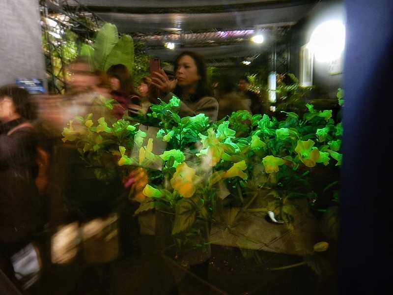 世界らん展2019花と緑の祭典に行ってきました その3(その他様々な展示) 週末花探し