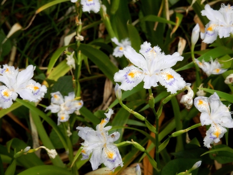 f:id:Nakano_Hitsuji:20190425152202j:plain