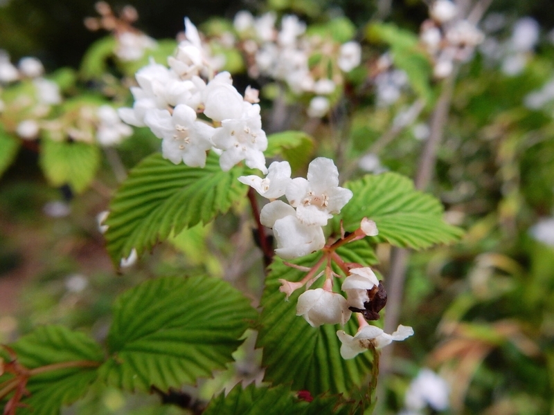 f:id:Nakano_Hitsuji:20190425152247j:plain