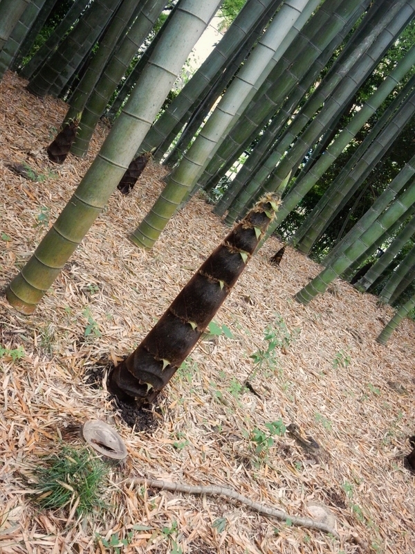 f:id:Nakano_Hitsuji:20190425152618j:plain