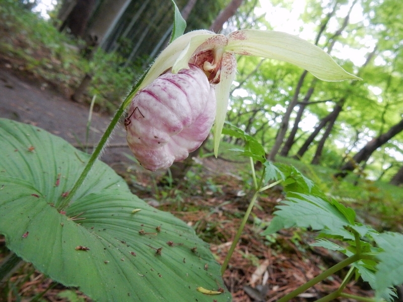 f:id:Nakano_Hitsuji:20190425153032j:plain