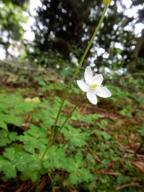 f:id:Nakano_Hitsuji:20190425153204j:plain