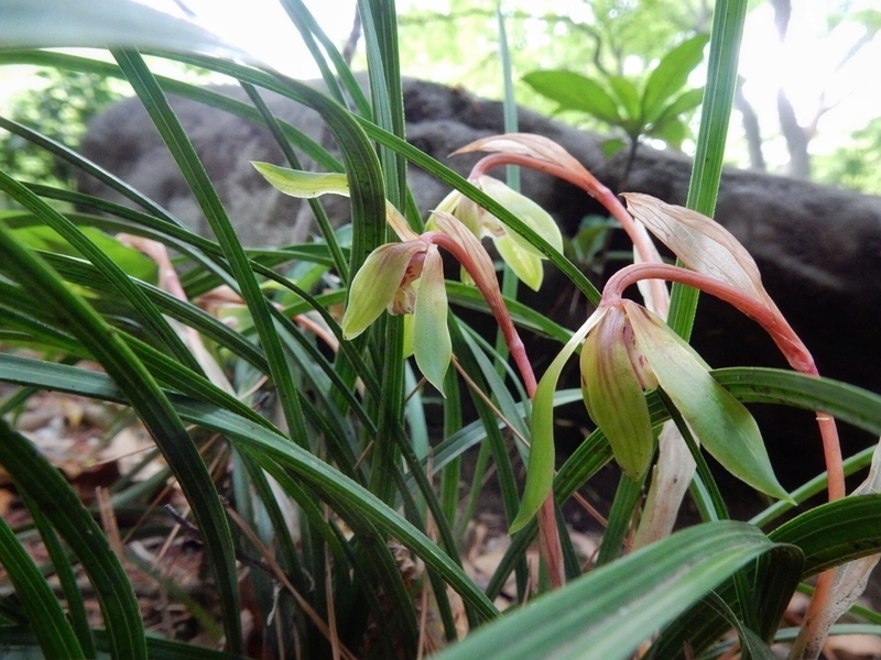 f:id:Nakano_Hitsuji:20190425153353j:plain