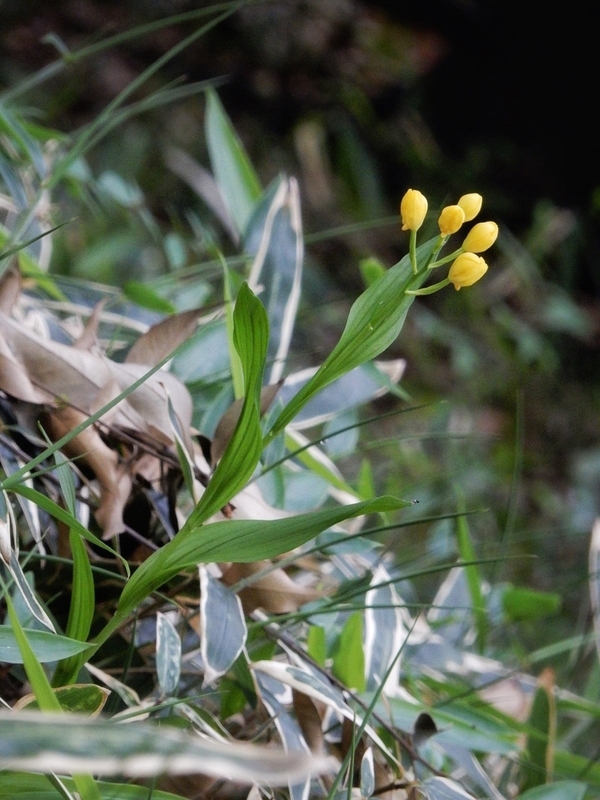 f:id:Nakano_Hitsuji:20190425153803j:plain