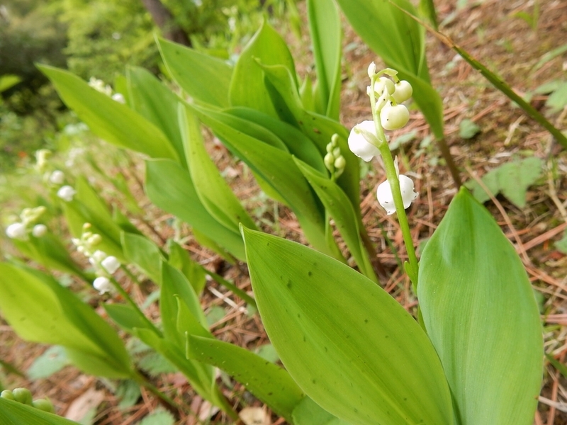 f:id:Nakano_Hitsuji:20190425154054j:plain