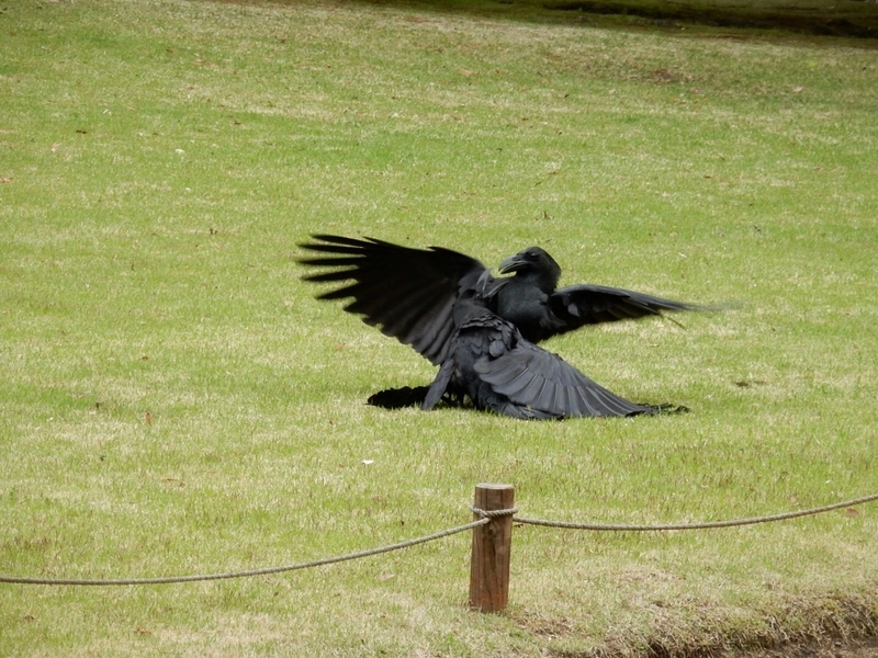 f:id:Nakano_Hitsuji:20190425154118j:plain