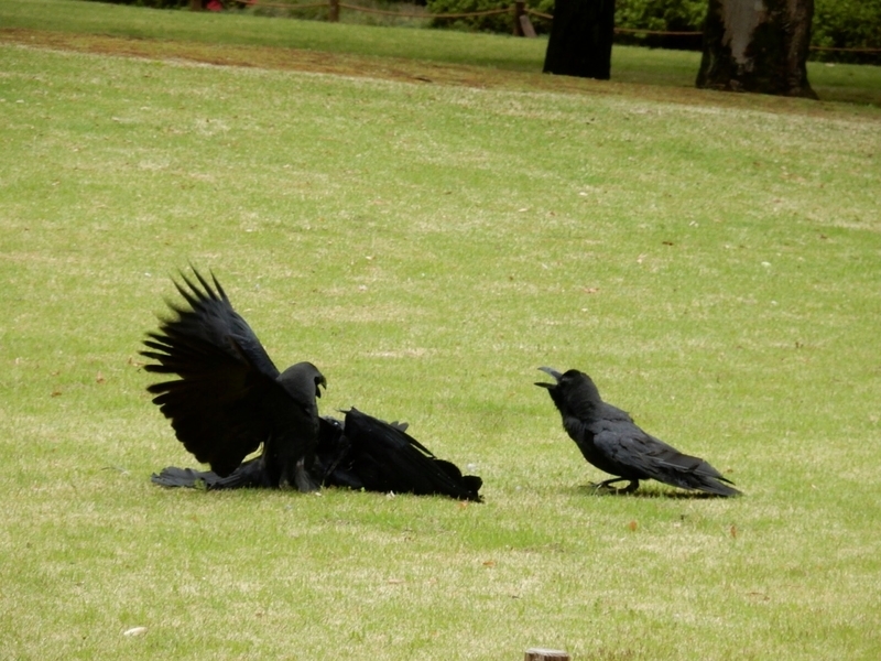 f:id:Nakano_Hitsuji:20190425154120j:plain