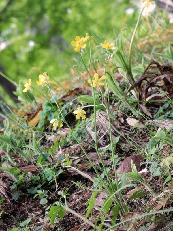 f:id:Nakano_Hitsuji:20190425155059j:plain