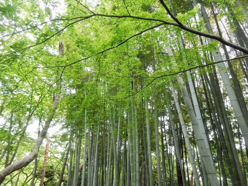 f:id:Nakano_Hitsuji:20190425155249j:plain