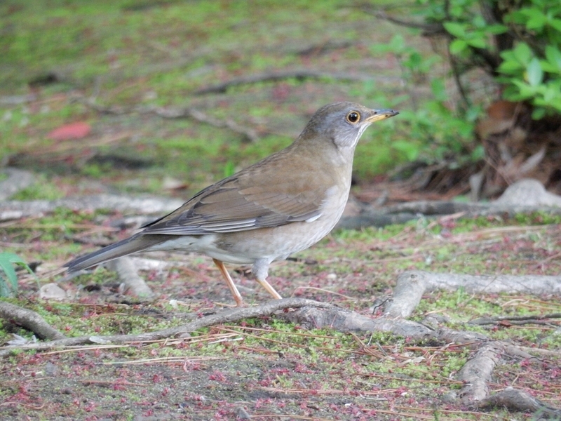 f:id:Nakano_Hitsuji:20190425162822j:plain