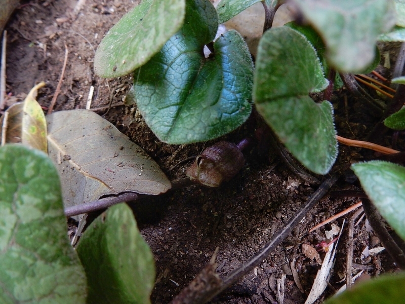 f:id:Nakano_Hitsuji:20190425164148j:plain