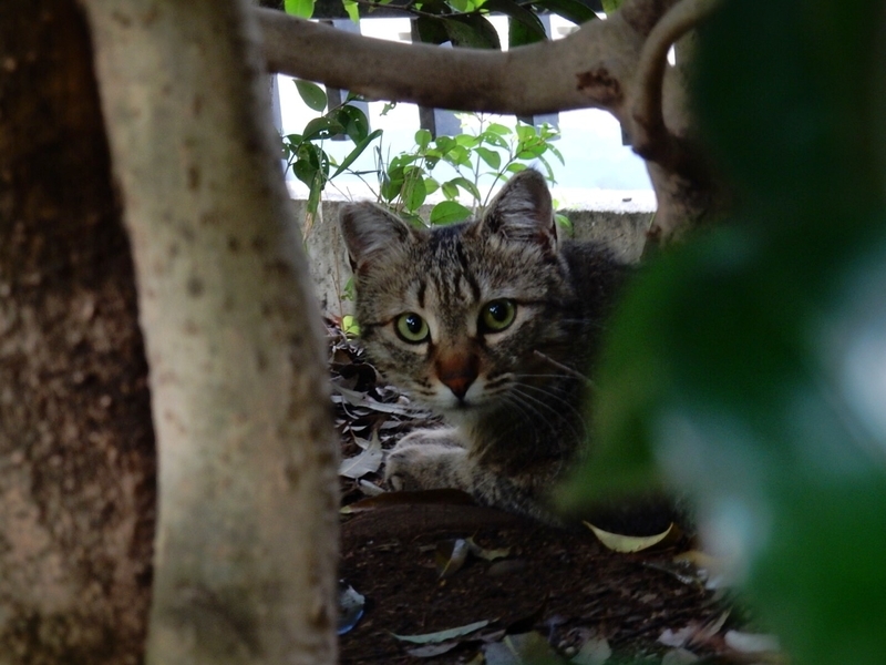 f:id:Nakano_Hitsuji:20190425164442j:plain