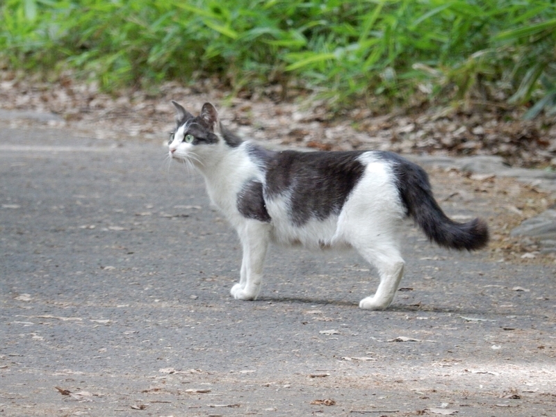 f:id:Nakano_Hitsuji:20190510150649j:plain f:id:Nakano_Hitsuji:20190510150649j:plain