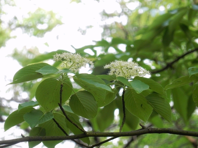 f:id:Nakano_Hitsuji:20190510161906j:plain f:id:Nakano_Hitsuji:20190510161906j:plain