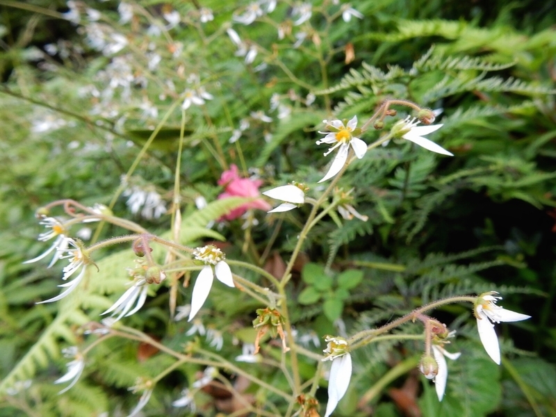 2019/06/06/ユキノシタ