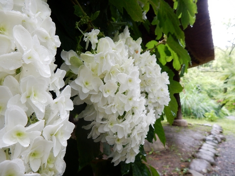 f:id:Nakano_Hitsuji:20190622152326j:plain