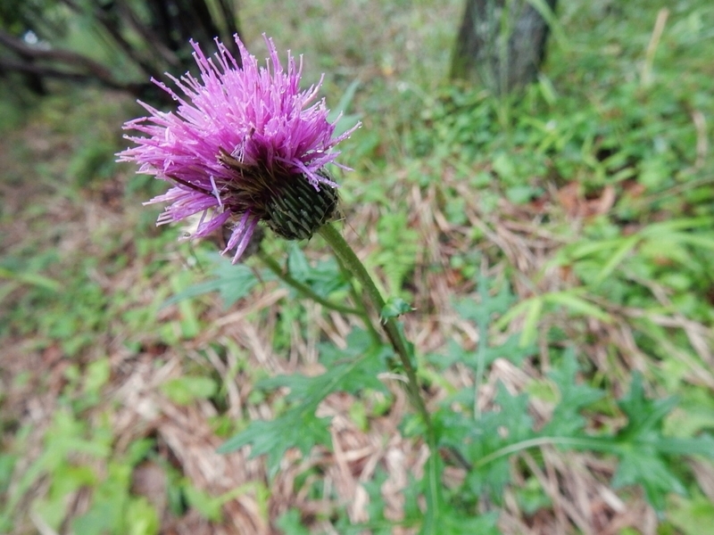 f:id:Nakano_Hitsuji:20190622152744j:plain