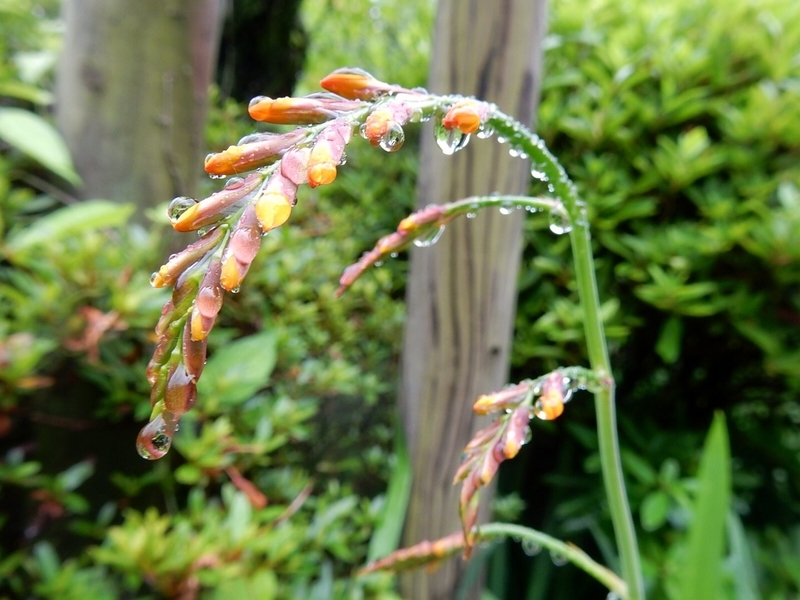 f:id:Nakano_Hitsuji:20190622153109j:plain