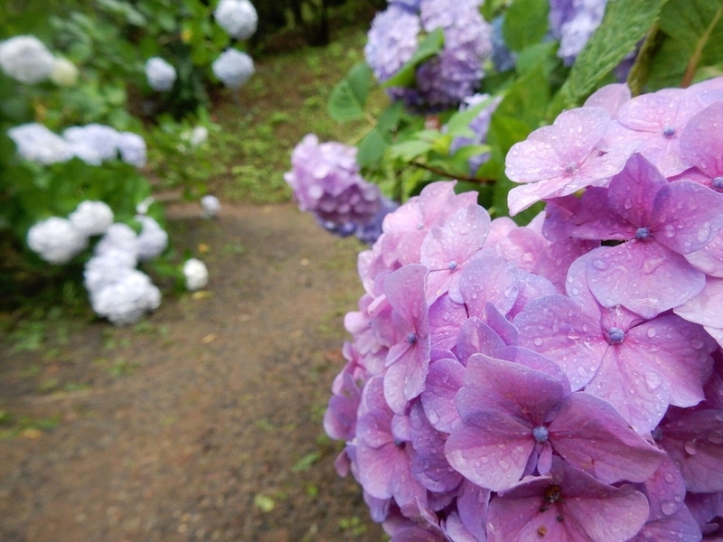 f:id:Nakano_Hitsuji:20190622153140j:plain