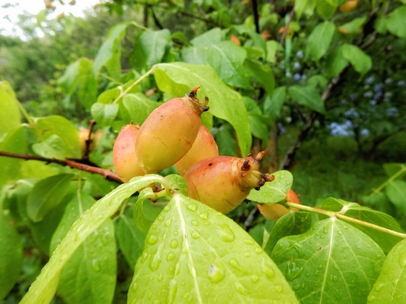 f:id:Nakano_Hitsuji:20190622153327j:plain