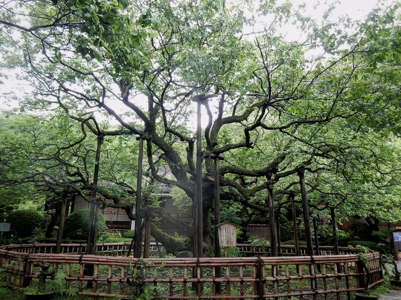 f:id:Nakano_Hitsuji:20190622153853j:plain