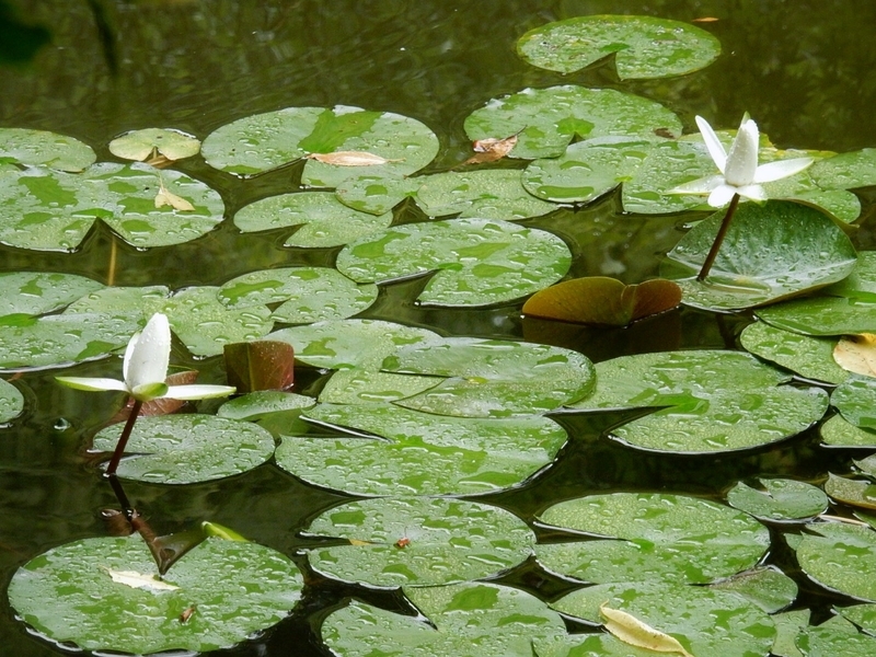 f:id:Nakano_Hitsuji:20190622154254j:plain