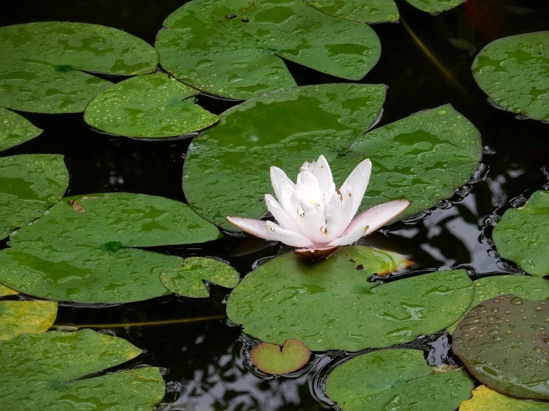 f:id:Nakano_Hitsuji:20190622154415j:plain